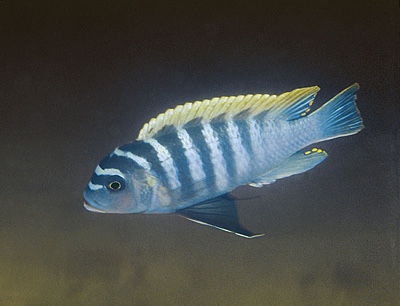 Maylandia zebra X Maylandia pyrsonotos 'Makanjila Rocks'